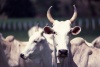 Brazil / Brasil - Marrecas farm / Fazenda Marrecas  (Alagoas): cows / vacas (photo by F.Rigaud)