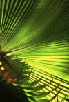 Brazil / Brasil - Macei (Alagoas): palm leaf / folha de palmeira - photo by F.Rigaud