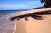 Roteiro, Alagoas, Brazil / Brasil - Gunga beach / Praia do Gunga - photo by F.Rigaud