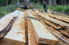 Brazil / Brasil - Amazonas: logging operation in the Amazonia - Castanheira wood - madeireiros (photo by M.Alves)