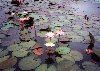 Brazil / Brasil - Curitiba: water lilies - nenufares (photo by Miguel Torres)