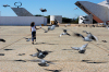 Brazil / Brasil - Brasilia: chasing pigeons by the Pantheon - Praa dos Trs Poderes - Three Powers Square - perseguindo pombos - photo by M.Alves