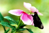 Brazil / Brasil - black moth on a flower / mariposa negra pousada numa flor - insecto - fauna - photo by L.Moraes