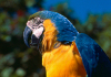 Brazil / Brasil - Amazonas - Blue-and-gold Macaw - Ara ararauna - Arara-de-barriga-amarela - canind - bird - fauna - photo by L.Moraes