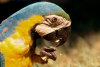 Brazil / Brasil - Amazonas - Blue-and-gold Macaw - Ara ararauna - Arara-de-barriga-amarela - canind - bird - fauna - photo by L.Moraes
