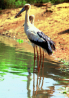 Brazil / Brasil - Amazonas - Brazilian stork - Mycteria americana - wood stork - cegonha - bird - fauna - photo by L.Moraes