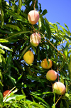 Olinda, Pernambuco, Brazil: mangos hanging on a mango tree - fruit and green leaves against a blue sky - Travessa de So Francisco - photo by M.Torres