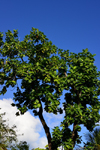 Olinda, Pernambuco, Brazil: breadfruit tree and blue sky - Travessa de So Francisco - photo by M.Torres