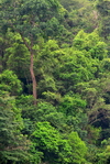 Temburong District, Brunei Darussalam: dense rainforest - photo by M.Torres