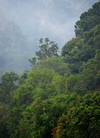 Temburong District, Brunei Darussalam: misty rainforest, Borneo island jungle - photo by M.Torres