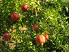 Sozopol: Pomegranate - Punica granatum - rom (photo by J.Kaman)