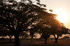 Bujumbura, Burundi: tree silhouettes at sunrise - Bujumbura International Airport - BJM - photo by M.Torres
