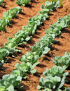 Gitega / Kitega, Burundi: cabbage field - Brassica oleracea Linne - RN 2 - photo by M.Torres