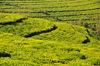Teza, Muramvya province, Burundi: tea cultivation - terraces on the hills - Camellia sinensis plant - photo by M.Torres