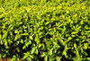 Teza, Muramvya province, Burundi: tea leaves close-up - Camellia sinensis plant - most Burundian tea is exported, sold via the Mombasa Stock Market - Burundi produces tea of the 'Black' category, exported mainly to Pakistan, Oman, the UK and Egypt - Usine Theicole Teza - photo by M.Torres