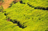 Teza, Muramvya province, Burundi: tea plantation - Camellia sinensis plant - coffee and tea account for most of the country's foreign currency earnings - photo by M.Torres