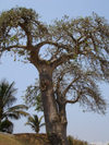 Cabinda - Cabinda - Malongo: baobab tree - / arvore - embondeiro - photo by A.Parissis