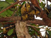 Cabinda - Cabinda - Malongo: cluster of bats hanging from a tree / morcegos pendurados numa rvore - photo by A.Parissis