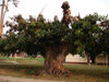 Cabinda - Cabinda - Malongo: old tree used as a residence for bats / arvore de borracha com uma colnia de morcegos - photo by A.Parissis