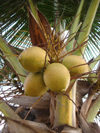 Cabinda - Cabinda - Malongo: coconuts / cocos no coqueiro - photo by A.Parissis