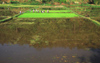 Siem Reap Province, Cambodia: peasants planting rice in a flooded field - agriculture - photo by E.Petitalot