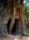 Angkor, Cambodia / Cambodge: Anglor Wat - the tropical jungle takes over - roots of a silk cotton tree - photo by Miguel Torres