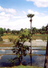 Angkor, Cambodia / Cambodge: rice fields in Lolei - Roluos group - photo by Miguel Torres