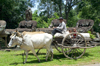 Angkor, Cambodia / Cambodge: Angkor Thom - a farmer, using a traditional ox cart, transports produce and his youngsters past ancient carvings near the South Gate - photo by R.Eime