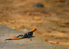 Cameroon, Douala: large colorful agama lizard looking at the distance - common agama, aka rainbow agama (Agama agama)  - photo by M.Torres