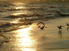 Vineland area, Ontario, Canada / Kanada: seagulls on golden sand - beach at sunset - photo by R.Grove