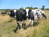 Canada / Kanada - Pelham/Fenwick, Ontario: cows - dairy farm - grazing animals - photo by R.Grove