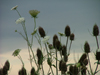 Canada / Kanada - Lake Erie, Ontario: thistles in the wind - photo by R.Grove