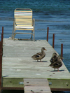 Canada / Kanada - Pelham - Niagara Region, Ontario: ducks on a pier - photo by R.Grove