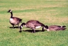 Canada / Kanada - Calgary, Alberta: Prince Island Park - geese - photo by M.Torres