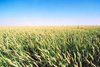 Canada / Kanada - Beiseker, Alberta: wheat field - crop - photo by M.Torres