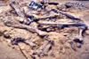 Canada / Kanada - Dinosaur Provincial Park, Alberta: a dinosaur's bones - photo by M.Torres