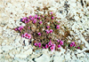 Canada - flowering vegetation (Nunavut) - (photo by G.Frysinger)