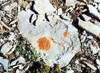Nunavut, Canada: lichens and stones - photo by G.Frysinger