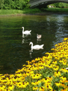 Toronto, Ontario, Canada / Kanada: swans - Centre Island - photo by R.Grove