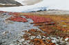 Canada - Resolute bay (Nunavut): snow and spring vegetation (photo by G.Frysinger)