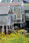Canada 380 Old wooden house on stilts at low tide near Peggy's Cove, Nova Scotia, Canada - photo by D.Smith