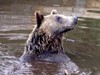 Canada / Kanada - Vancouver (BC): grizzly bear at Grouse mountain - swimming - photo by Rick Wallace