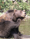 Canada / Kanada - Vancouver (BC): grizzly bear at Grouse mountain - photo by Rick Wallace