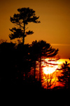 Canada - Ontario - Lake Superior: pinetrees at sunset - photo by R.Grove