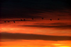 Canada - Ontario - Southern ontario: line on swans in flight - red sky - photo by R.Grove