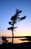 Canada - Ontario - Lake Huron: St. Joseph Island - tree and horizon- photo by R.Grove