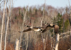 Canada - Ontario - Geese in flight - fauna - photo by R.Grove