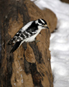 Canada - Ontario - female Downy Woodpecker, Picoides pubescens - fauna - photo by R.Grove