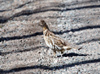Canada - Ontario - Ruffed Grouse, Partridge - Bonasa umbellus - fauna - photo by R.Grove
