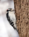 Canada - Ontario - male Downy Woodpecker, Picoides pubescens - fauna - photo by R.Grove